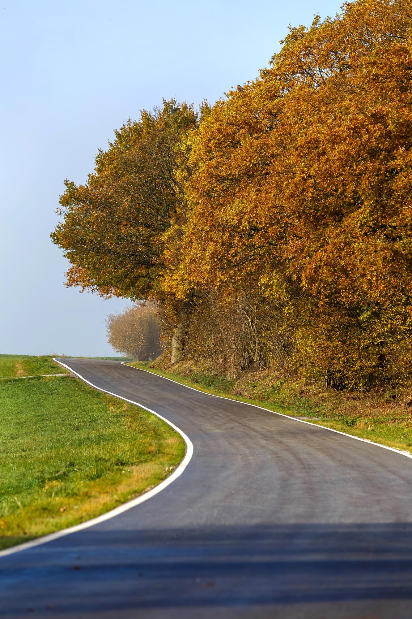 road surrounded by trees